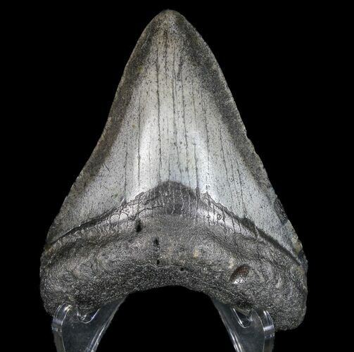 Megalodon Tooth - North Carolina #77534